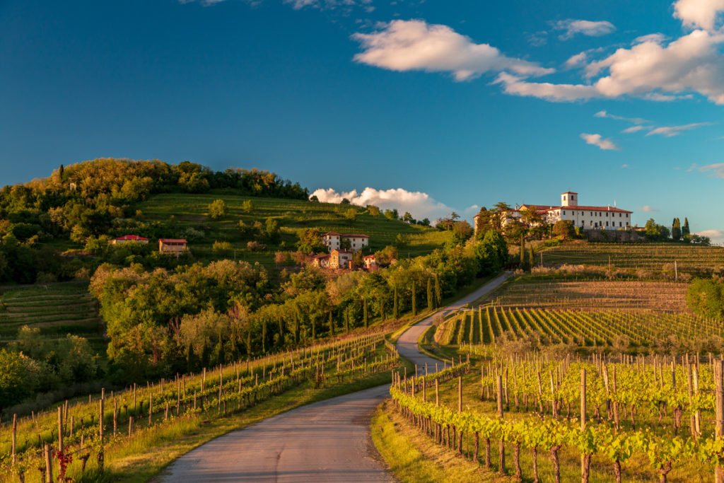 Friuli Venezia-Giulia vineyard