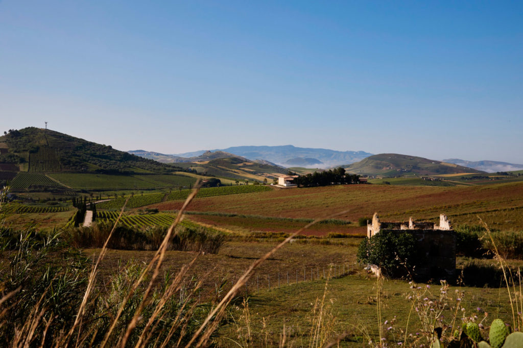 Layered western Sicilian hills in golden light, dry with wild grasses and prickly pear above the vineyards, at Alessandro di Camporeale.