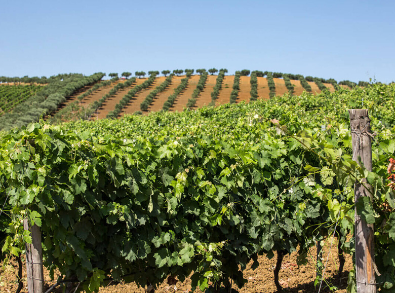 Vineyard rows climbing to an olive-lined ridge at Feudo Disisa near Monreale, one of the estates growing Sicilian native grapes.