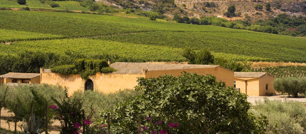 An ochre Sicilian wine estate surrounded by green vineyards, with a fig tree and flowering bougainvillea in front.